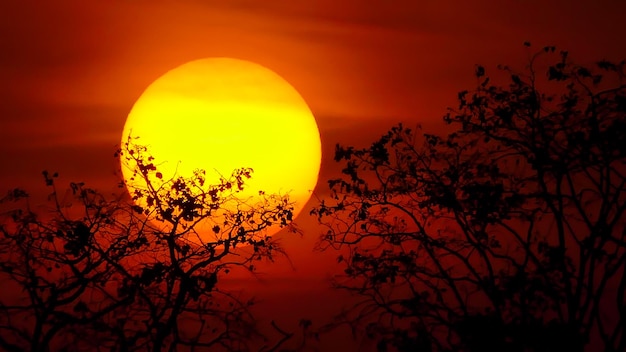 Zdjęcie drzewo o zachodzie słońca na tle przyrody wiejskiej
