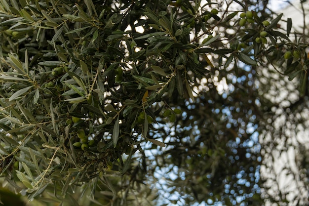 Drzewo oliwne po deszczu Owoce oliwne na gałęzi zbliżenie selektywne focus