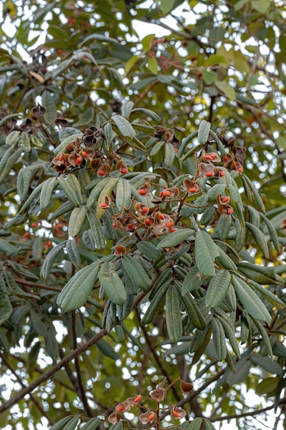 Zdjęcie drzewo ormosia z czerwonymi nasionami i selektywnym skupieniem