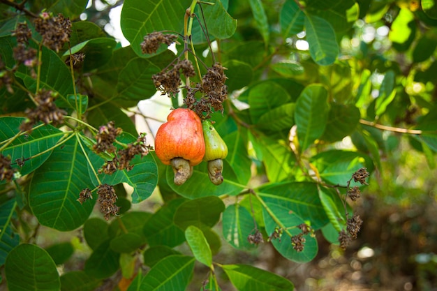 Drzewo orzecha nerkowca wypełnione czerwonymi owocami
