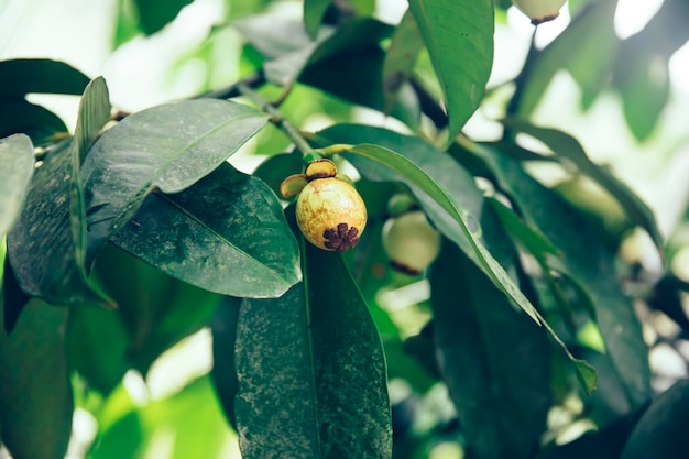 Drzewo owocowe mangostanu na wyspie Bali Indonezja