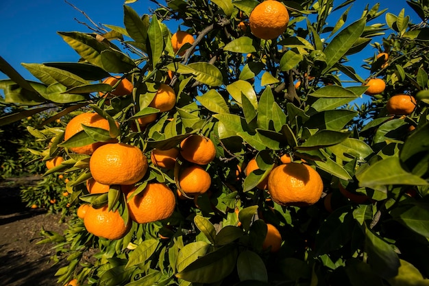 Drzewo owocowe o zielonych liściach i mandarynce, owocach mandarynki