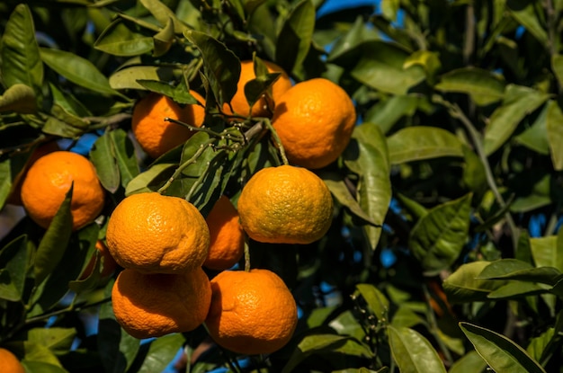 Drzewo owocowe o zielonych liściach i mandarynce, owocach mandarynki