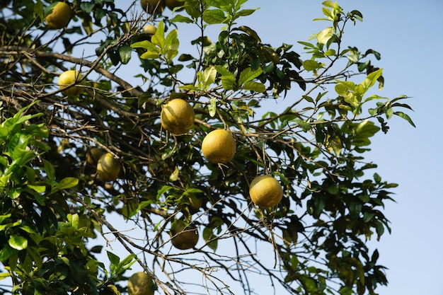 Zdjęcie drzewo owocowe pomelo