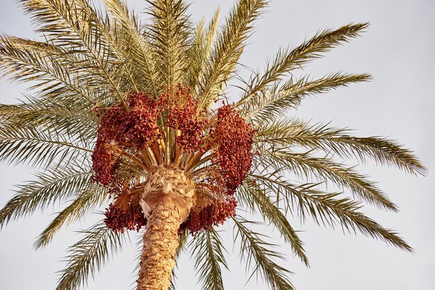 Zdjęcie drzewo palmowe z owocami na tle niebieskiego nieba zdjęcie