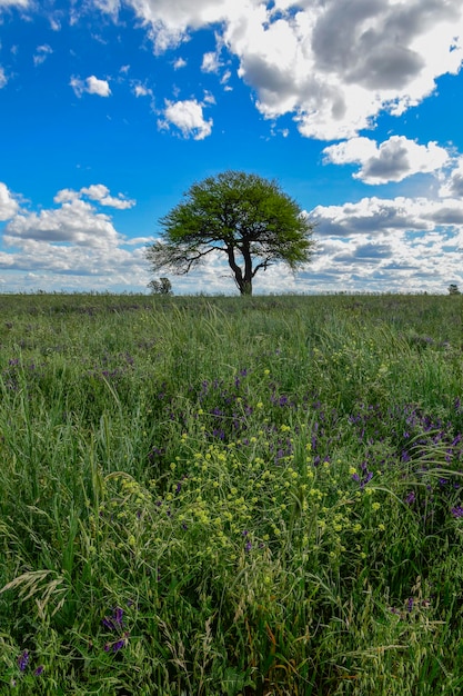 Drzewo pampasowe Krajobrazowa La Pampa prowincja Patagonia Argentyna