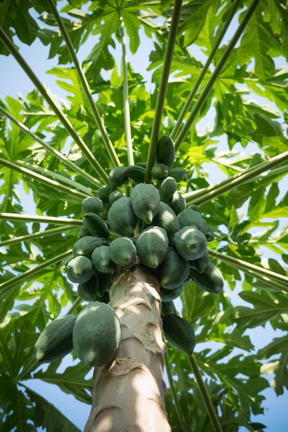 Drzewo papaja z owocami