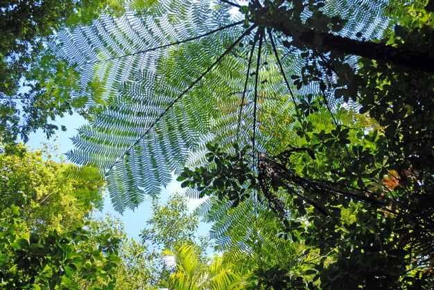 drzewo_paproć_i_tropikalny_las_rainforest_far_north_queen_