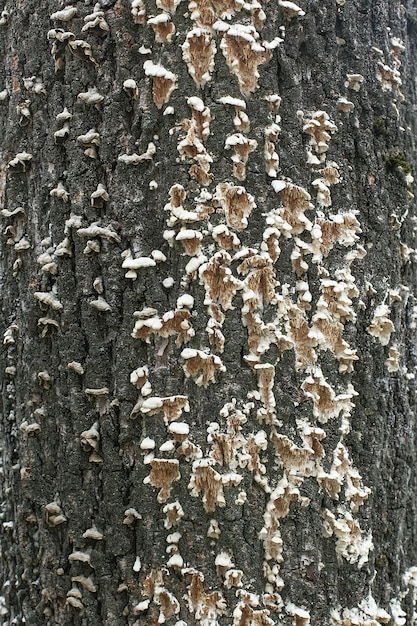 Zdjęcie drzewo pinowe na pierwszym planie i naturalne lasy w tle koncepcja przyrody i życia park narodowy wysokie drzewo naturalny las malowniczy wiosna