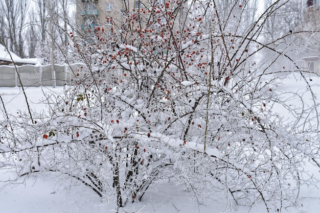 Drzewo pokryte śniegiem z czerwonymi jagodami na pierwszym planie.