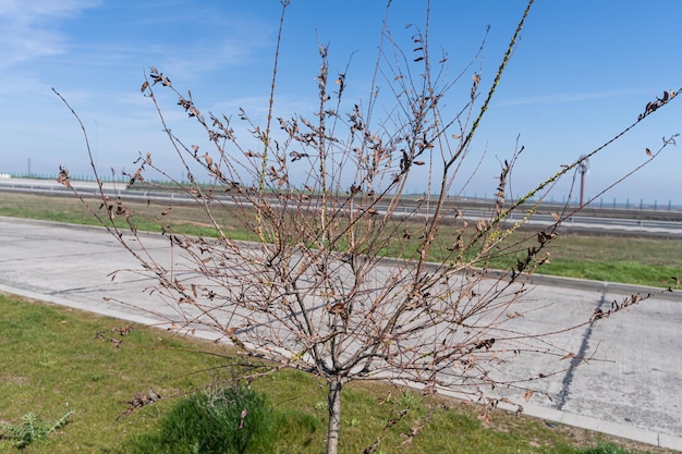 Zdjęcie drzewo przed drogą z napisem „wiosna”.