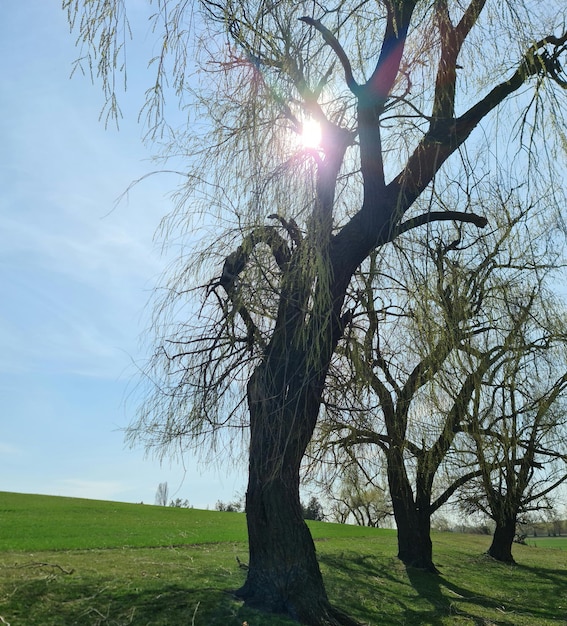 Zdjęcie drzewo, przez które prześwieca słońce