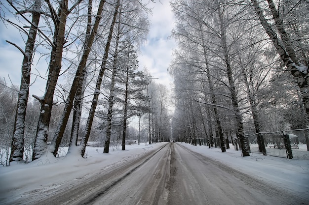 Drzewo przy drodze zimą