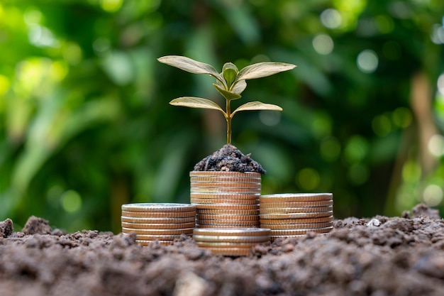 Drzewo rośnie na stosie monet z naturalnym tłem, rozmytą zielenią, pomysłami na oszczędność pieniędzy i wzrostem gospodarczym.