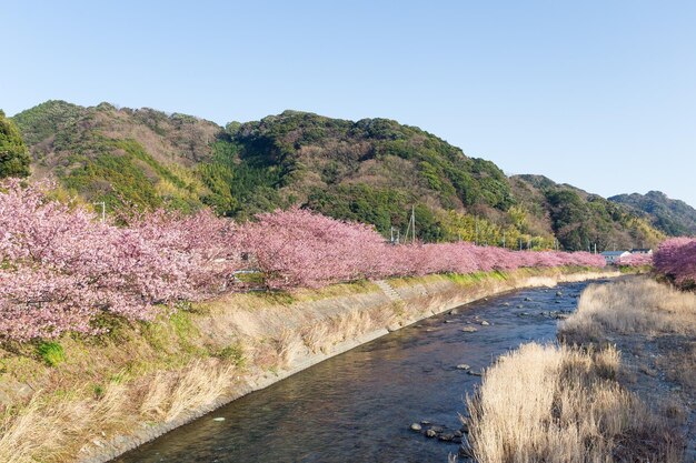 Zdjęcie drzewo sakura i rzeka