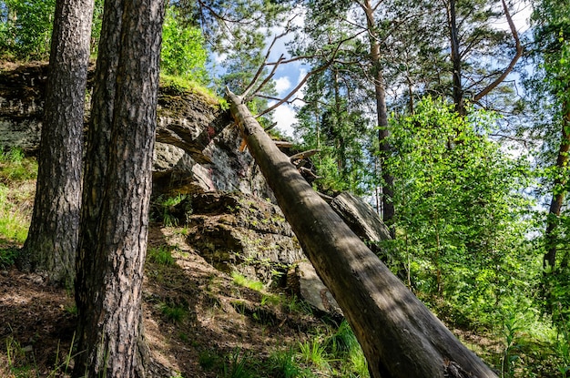 Drzewo spada na klif w lesie