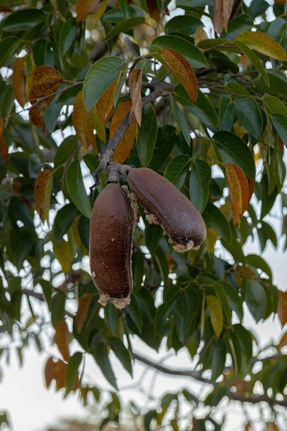 Drzewo Stinkingtoe z owocami z gatunku Hymenaea courbaril z selektywnym skupieniem