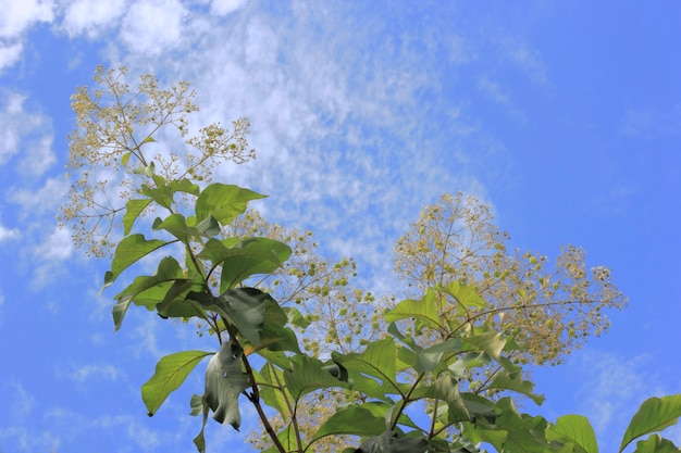Drzewo tekowe i kwiat kwiatu na tle błękitnego nieba