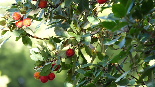 drzewo truskawkowe owoce irlandzkie arbutus unedo jagody cain cane apple europa flora