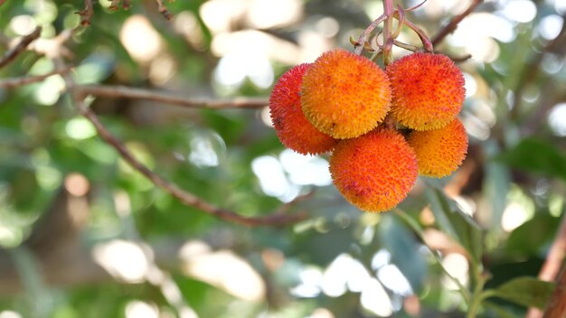 drzewo truskawkowe owoce irlandzkie arbutus unedo jagody cain cane apple europa flora