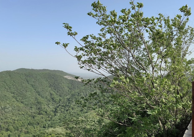 Drzewo w górskiej dolinie z widokiem na góry w tle