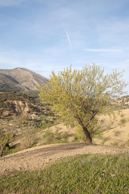 Drzewo w Parku Narodowym Sierra Magina Jaen Hiszpania