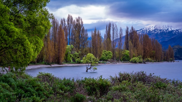 Drzewo Wanaka Z Widokiem Na Jezioro