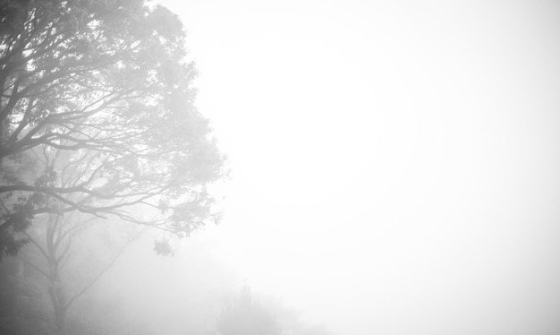 Drzewo we mgle ze słowem „słowo” w prawym dolnym rogu. "