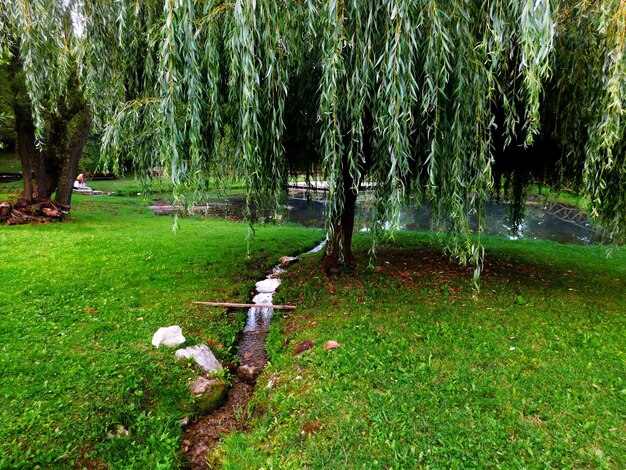 Zdjęcie drzewo wierzbowe rosnące na trawiastym polu w parku