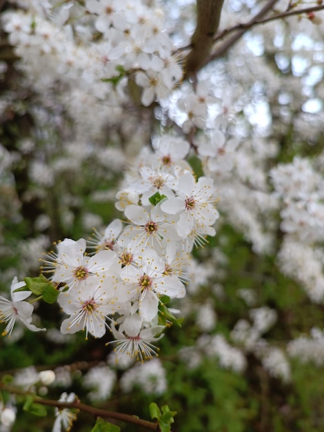 Drzewo z białymi kwiatami na wiosnę.