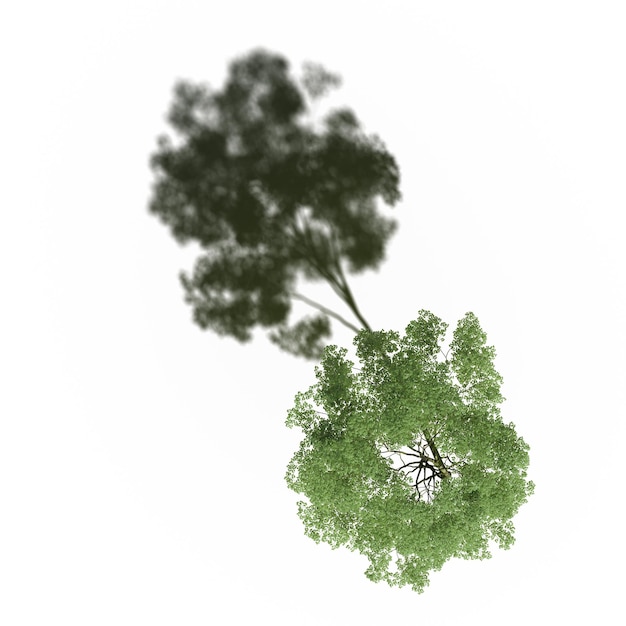 drzewo z cieniem pod nim, widok z góry, izolowane na białym tle, ilustracja 3D, renderowanie cg