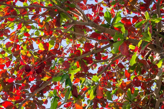 Drzewo z czerwonymi i zielonymi liśćmi Koncepcja dzień ziemi Kolorowe tło liści