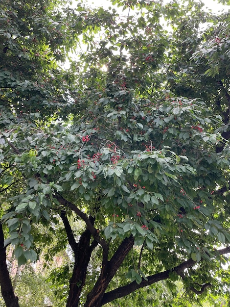 Drzewo z czerwonymi kwiatami i zielonymi liśćmi