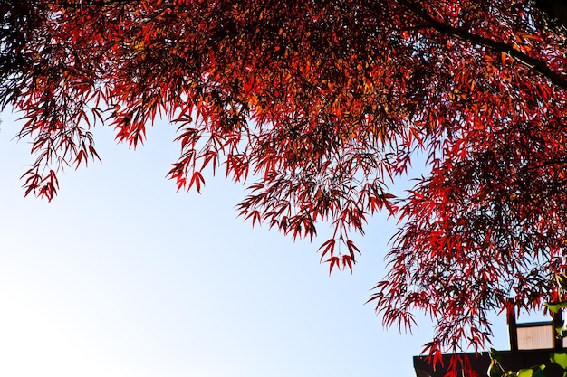 Drzewo z czerwonymi liśćmi w świetle słonecznym