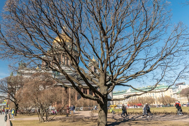 Drzewo z dużą ilością liści przed nim