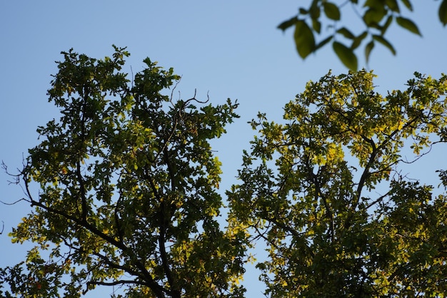 Drzewo z dużą zieloną koroną na zboczu na tle błękitnego nieba