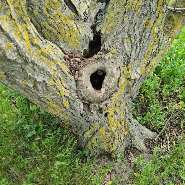 Zdjęcie drzewo z dziurą w środku