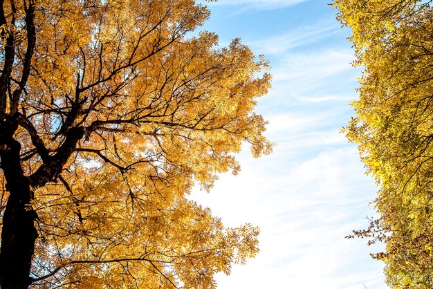 Drzewo z jasnożółtymi i pomarańczowymi liśćmi na gałęziach z błękitnym niebem w tle w br