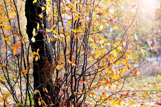 Drzewo z młodymi pędami w lesie jesienią Żółte jesienne liście na drzewie