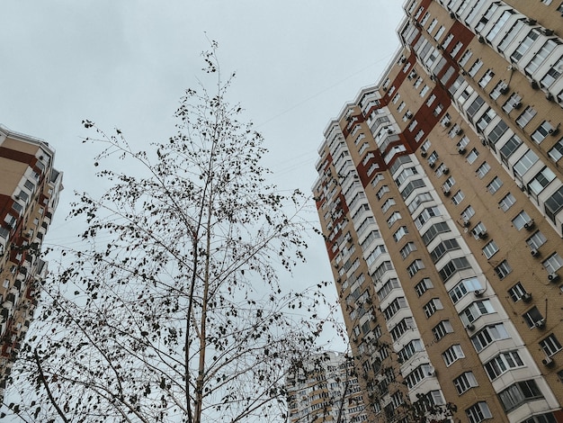 Drzewo z opadłymi liśćmi na tle nieba i wysokich budynków