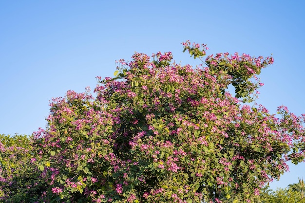 Drzewo z różowymi kwiatami na pierwszym planie i niebieskim niebem w tle.