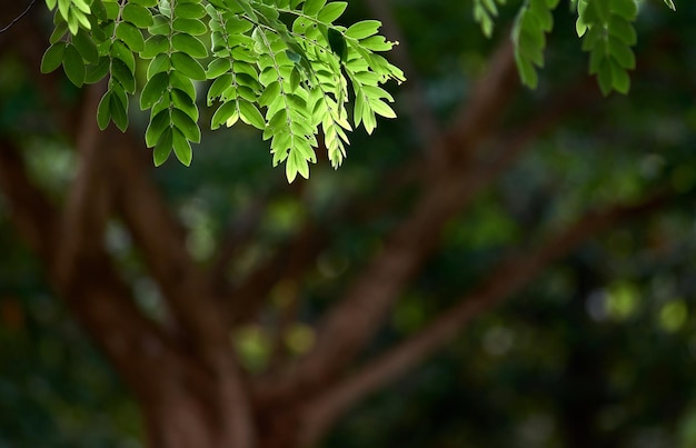 Drzewo z zielonymi liśćmi i napisem na nim paproć