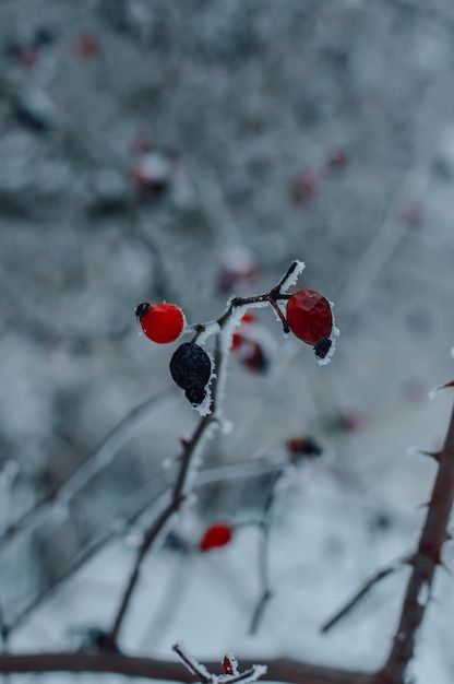 drzewo zima gałązka zima dogrose