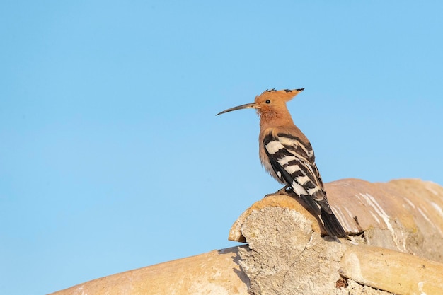 Dudek (Upupa epops) Malaga, Hiszpania