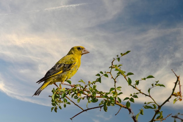 Dudek Z Rodziny Upupidae I Rzędu Upupiformes