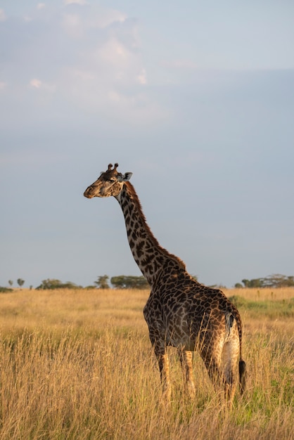 Zdjęcie duma tanzanii