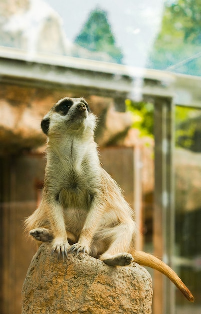 Zdjęcie dumny meercat siedzi na skale