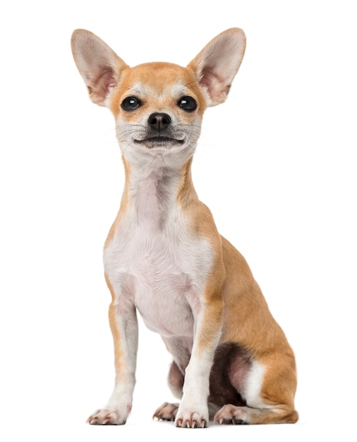 Dumny szczeniak Chihuahua na białym tle