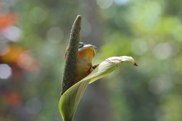 Dumpy Frog na gałązkach