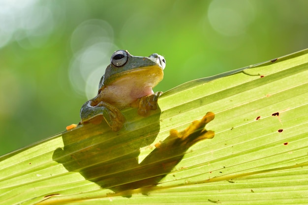 Dumpy Frog na gałązkach